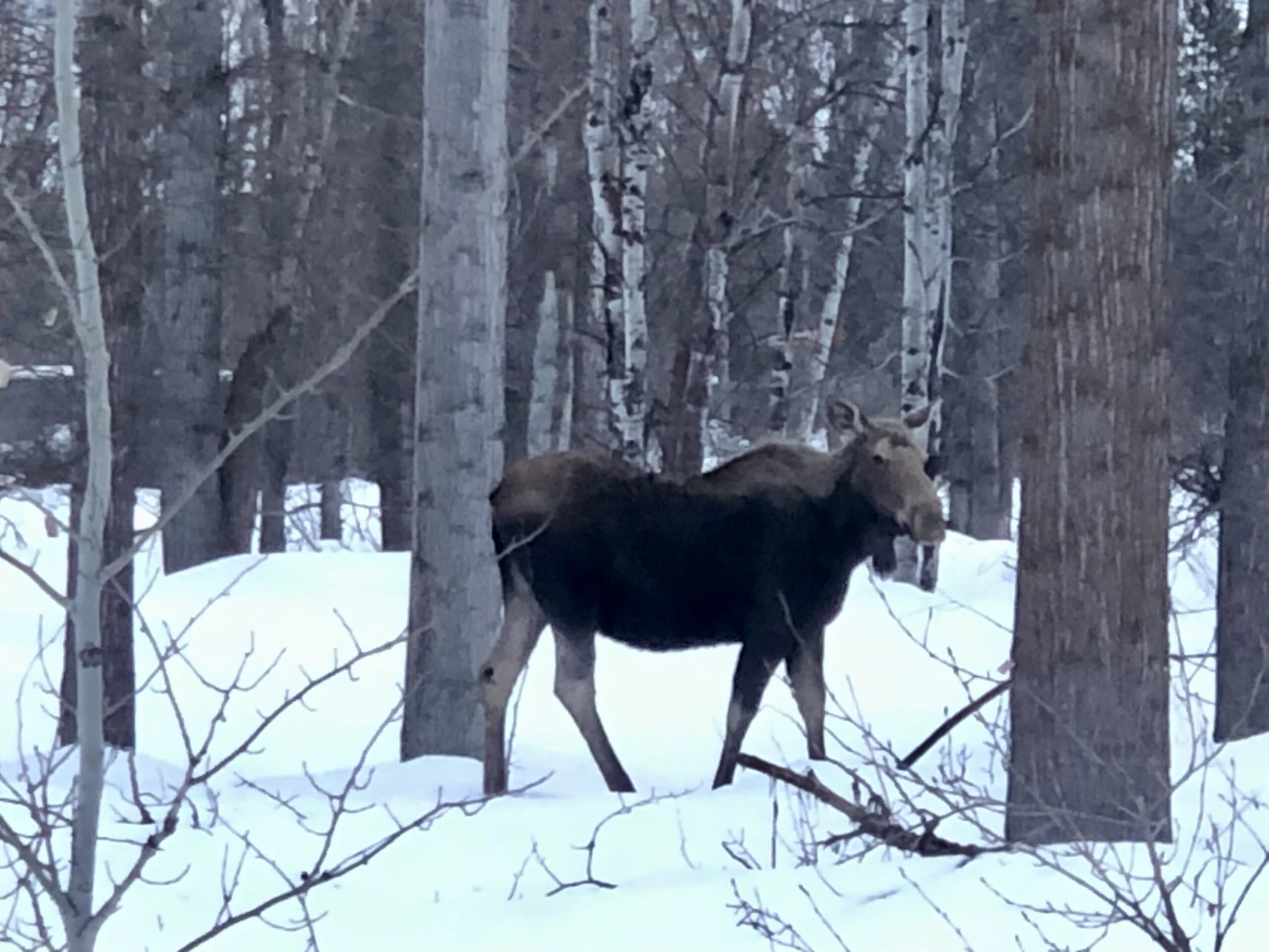 Moose Moose